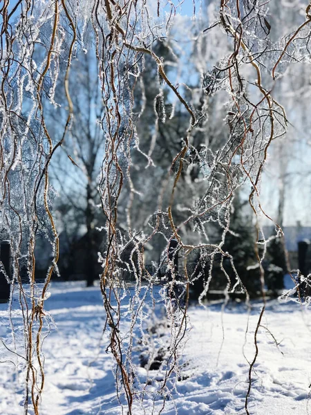 Trees Covered Frost Frosty Winter Sunny Day — Stock Photo, Image