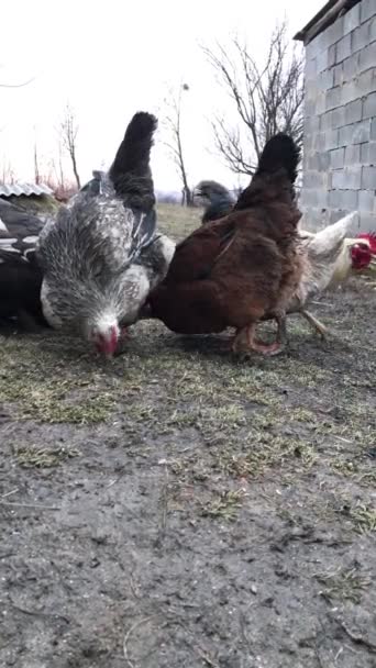 Tavuklar Ördekler Baharda Arka Bahçede Tahıl Gagalıyorlar — Stok video
