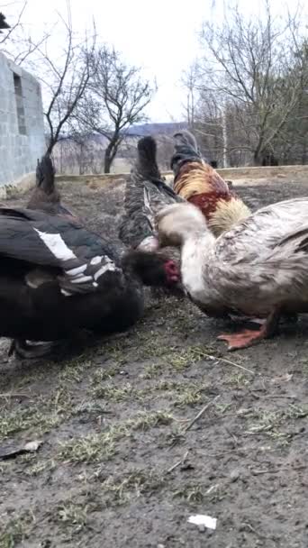 Tavuklar Ördekler Baharda Arka Bahçede Tahıl Gagalıyorlar — Stok video