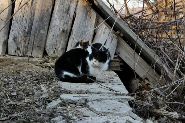 Retrato Gato Doméstico Campo — Fotografia de Stock