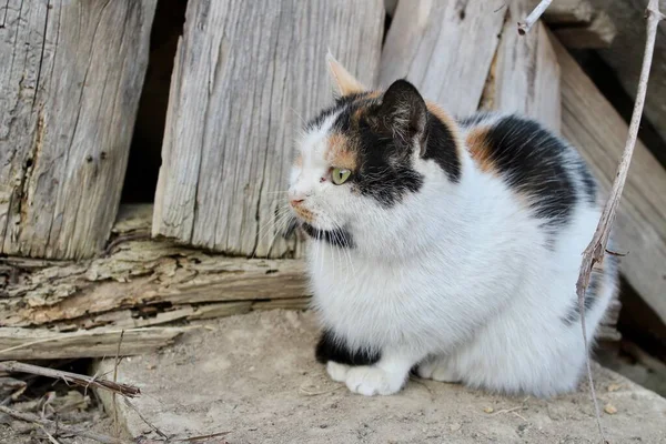 Portrait Domestic Cat Countryside — Stock Photo, Image