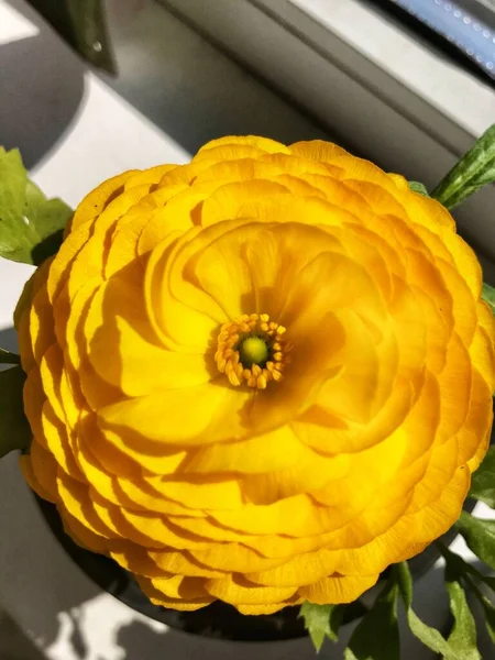 Ranunculus Aviv Žlutý Květ Parapetu — Stock fotografie