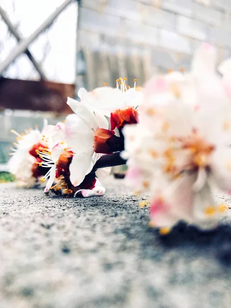 开着粉色花朵的春杏枝水平地躺着 — 图库照片