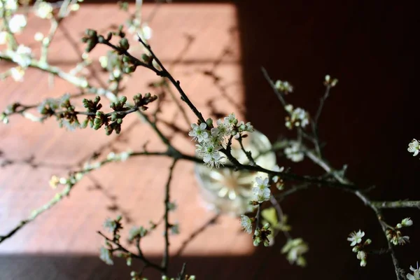 Image Fond Sombre Brindilles Avec Petites Fleurs Épine — Photo