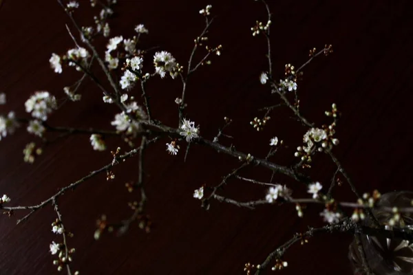 Sötét Háttér Kép Gallyak Kis Tüske Virágok — Stock Fotó