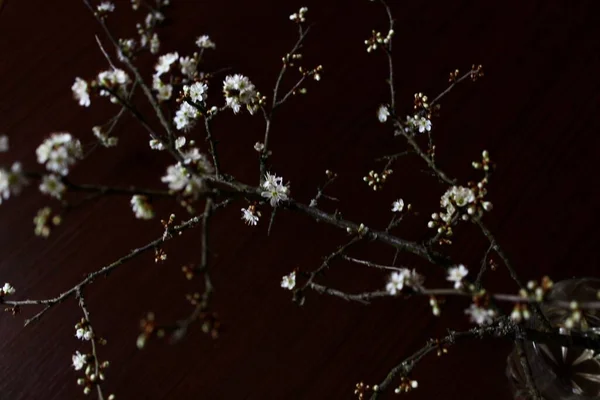 Image Fond Sombre Brindilles Avec Petites Fleurs Épine — Photo