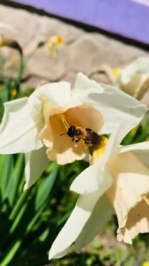 Küçük arı baharda soluk narsist bir çiçekte polen toplar.