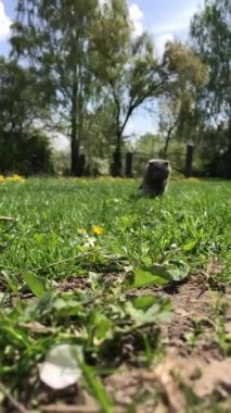 Gri İskoç kedisi yeşil çimlerde yürüyor