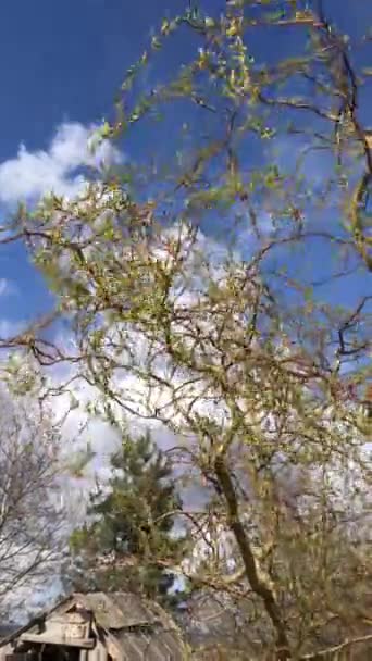 Sobre Fondo Del Cielo Azul Las Ramas Jóvenes Sauce Rizado — Vídeos de Stock