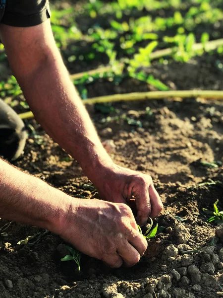 Erkek eller yerde çalışır, verimli topraklara fidanlar ekerler.