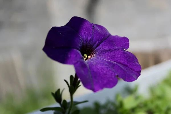 Mor Petunya Çiçeği Bulanık Arkaplan — Stok fotoğraf