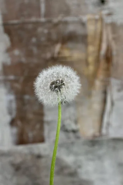 Diente León Sobresoplado Sobre Fondo Abstracto — Foto de Stock