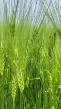 Rüzgarda sallanan yeşil arpa kulakları