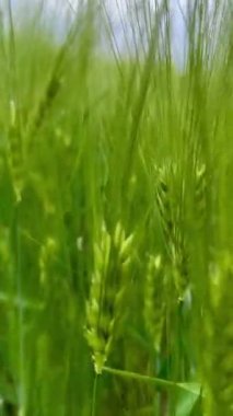 Rüzgarda sallanan yeşil arpa kulakları