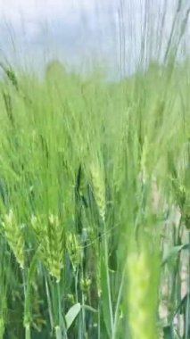 Rüzgarda sallanan yeşil arpa kulakları