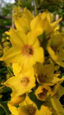 Lysimachia punctata, bahçesinde güzel sarı çiçekler açtı.