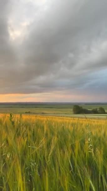 Feld Grüner Stacheln Bei Sonnenuntergang — Stockvideo