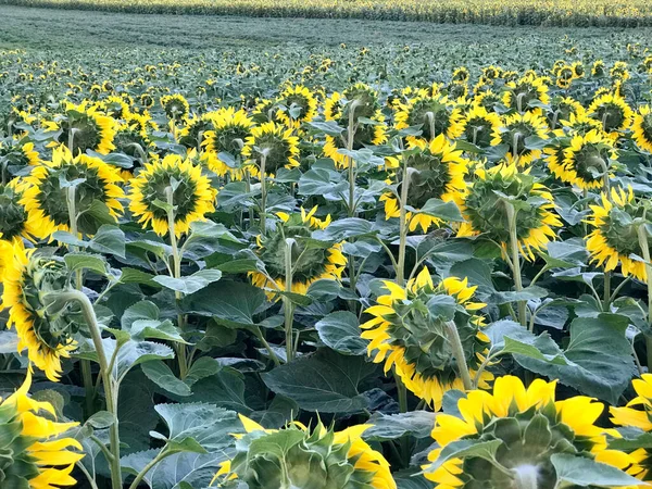 Велике Поле Квітучих Красивих Жовтих Соняшників Влітку Хорошого Врожаю — стокове фото