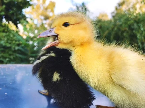 Yellow Speckled Little One Week Old Ducklings Stand Summer — Stockfoto