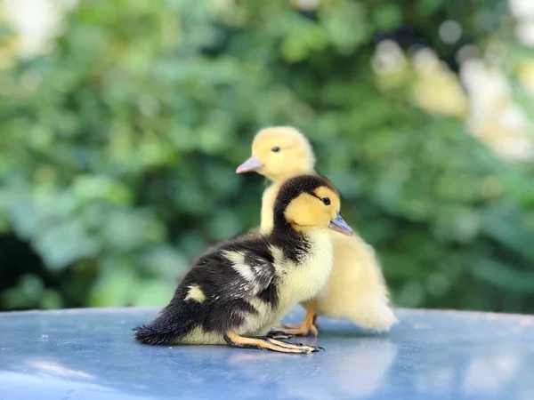 Yellow Speckled Little One Week Old Ducklings Stand Summer — Stockfoto