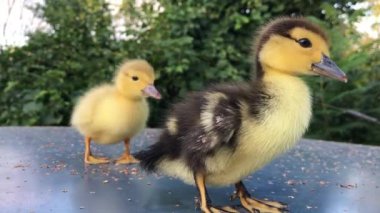 yellow and speckled little one-week-old ducklings stand outside in the summer