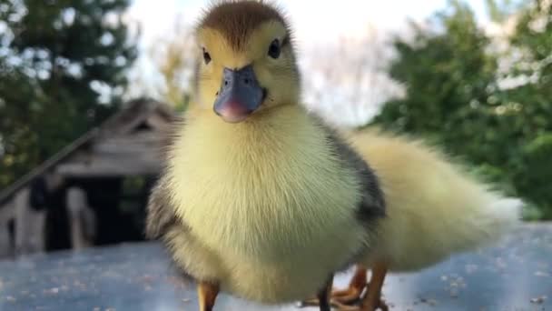 Yellow Speckled Little One Week Old Ducklings Stand Summer — Stok Video