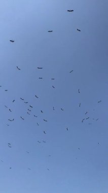 Bir leylek sürüsü yazın mavi gökyüzünde daireler çiziyor.