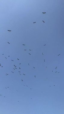 Bir leylek sürüsü yazın mavi gökyüzünde daireler çiziyor.