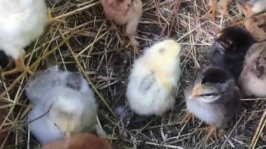 Yumurtadan yeni çıkmış benekli civcivler cıvıldıyor ve koşuyorlar.