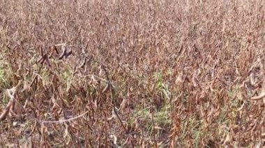 Sonbahar hasadı için olgun soya fasulyesi tarlası hazır.
