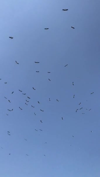 Rebaño Cigüeñas Está Dando Vueltas Alto Cielo Azul Verano — Vídeo de stock