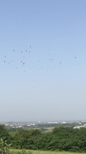 Uno Stormo Cicogne Sta Girando Alto Nel Cielo Blu Estivo — Video Stock