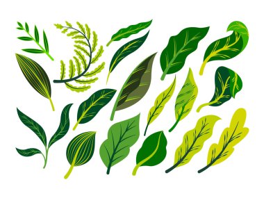Exotic tropical leaves collection. Tropical leaves set. Exotic plants. Tropical leaves and flowers. Palm leaf, jungle trees. Jungle exotic leaf. Botanical, floral illustration. Isolated vector. 
