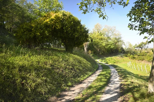 Onverharde Weg Slingert Tussen Een Grazige Heuvel Met Een Prachtige — Stockfoto