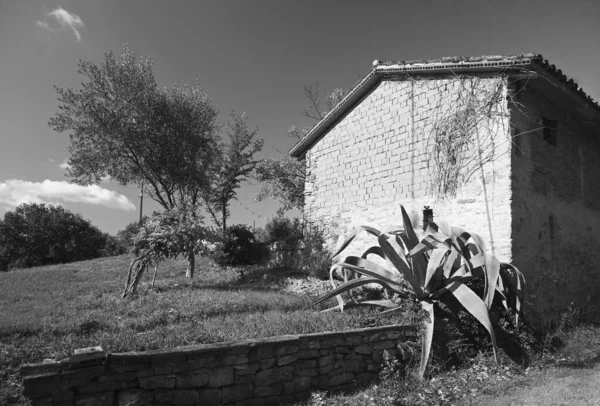 Gran Arbusto Agave Cerca Pared Una Antigua Casa Ladrillo Contra — Foto de Stock