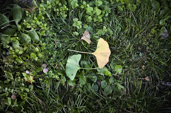 Groene Gele Bladeren Van Oudste Boom Aarde Liggen Prachtig Het — Stockfoto