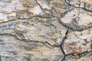 Arka plan için büyük ama güzel bir ağaç kabuğu çatlamış.