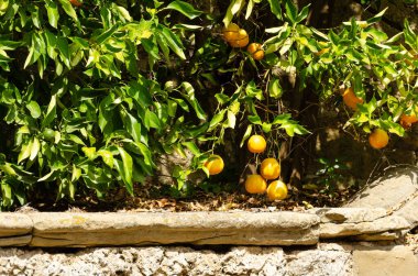 Olgun büyük portakallar eski bir taş levhanın üzerinde portakal ağacına asılı.