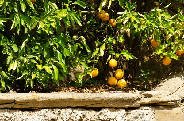 Olgun büyük portakallar eski bir taş levhanın üzerinde portakal ağacına asılı.