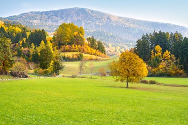 Yeşil bir tarlada sarı bir ağaçla sonbahar manzarası tepelerin, dağların ve renkli bir ormanın arka planında