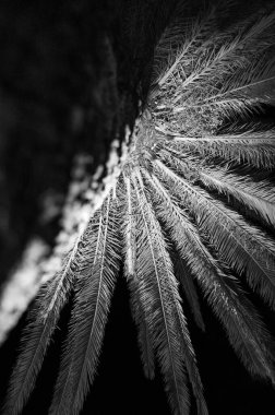 Karanlıkta palmiye dallarının bir kısmından aydınlandı. Siyah beyaz fotoğraf