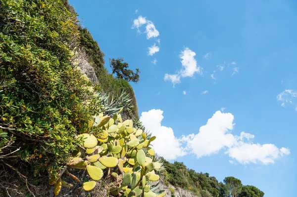 Kaya tamamen yeşil ağaçlar, çalılar, kaktüs çalıları ve guava ile kaplıdır. Beyaz bulutlu mavi bir gökyüzüne karşı. Alt görünüm