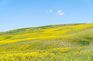 Toskana tepeleri yeşil çimlerle kaplıdır ve küçük bulutlu mavi gökyüzüne karşı bol bol sarı çiçekler açar.