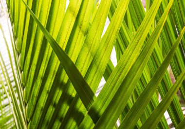 Birbirine sarılmış yeşil palmiye yapraklarının bir kısmı.