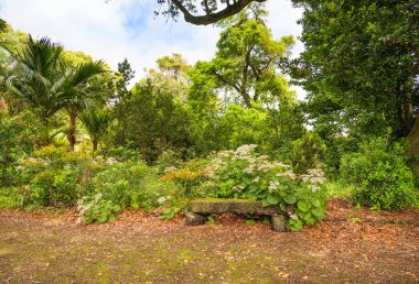 Yeşil ağaçların, palmiye ağaçlarının ve çiçeklerin yanı sıra kurumuş yaprakların arasında tropikal bir parkta duran eski bir taş bank.