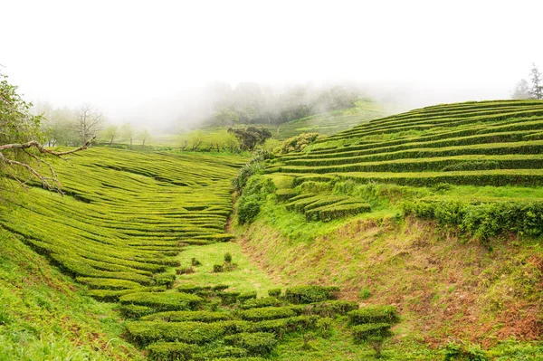 Hills Rows Green Tea Bushes Various Trees Thick White Fog — Stock Photo, Image