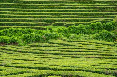Yatay teraslarda yetişen ve ortada genç, yaprak döken ağaçlarla ayrılan yeşil ve eşit olarak budanmış çay çalılarının arkaplanı
