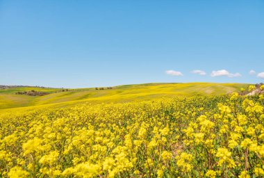 Parlak sarı çiçekli bir tarla ve ufukta mavi bir gökyüzü. Toskana 'da bir yerlerde.