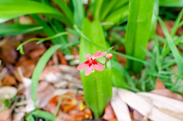 Delicate flower of the South African plant Freesia Iaxa red on a background of green leaves. Focus on the flower