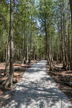 View at forest path walk in Bruce Peninsula national park neat Tobermory village in Ontario province, Canada